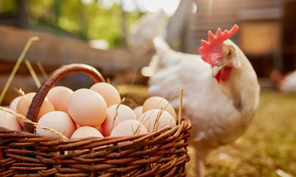 10 Surprising Health Benefits of Eggs: From Boosting Brain Power to Building Muscle
